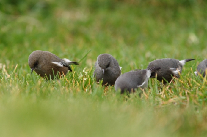 Coexistence d’individus gris et bruns chez le Zostérops “gris" de La Réunion (Photo Joris Bertrand)